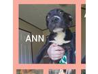 Adopt Ann a Black Labrador Retriever