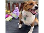 Adopt Layla a Jack Russell Terrier