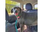 Adopt River a Weimaraner