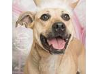 Adopt Princess a Black Mouth Cur