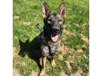 Adopt Nervana a German Shepherd Dog