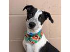 Adopt Cowboy a Cattle Dog