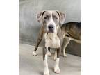 Adopt PETEY a Pit Bull Terrier, Mixed Breed