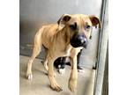 Adopt PIPO a Great Dane, Mixed Breed