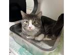 Adopt Bill a Domestic Short Hair