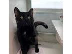 Adopt Little Nicky a Domestic Short Hair