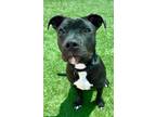 Adopt BRUTUS a Staffordshire Bull Terrier, Mixed Breed