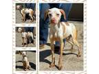 Adopt 18657 a Pointer