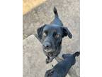 Adopt Beetlejuice a Chiweenie, Terrier