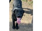 Adopt Maurey a Black Labrador Retriever