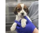 Adopt Margie's Baby a Beagle, Mixed Breed