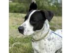 Adopt Gillette a Mixed Breed