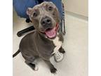 Adopt Squish a Pit Bull Terrier