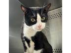 Adopt Marley a Domestic Short Hair