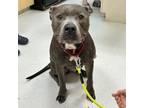 Adopt Jeffrey a Pit Bull Terrier