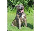 Adopt SIR TABASCO HOT SHOT a Pit Bull Terrier, Mixed Breed