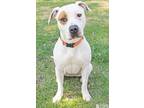 Adopt YUKON a Pit Bull Terrier