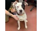 Adopt Jonah a Pit Bull Terrier