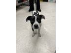 Adopt Houston a Terrier, Mixed Breed