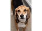 Adopt Max Bonded With Pete a Beagle