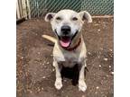 Adopt TEXAS a Yellow Labrador Retriever