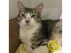 Adopt ADIOS a Domestic Short Hair