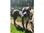 Adopt Loki a Pit Bull Terrier