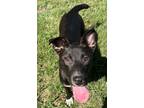 Adopt Greg a Labrador Retriever, Mixed Breed