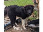 Adopt Willie a Great Pyrenees