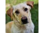 Adopt Chuck a Yellow Labrador Retriever