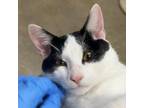 Adopt Simba a Domestic Short Hair