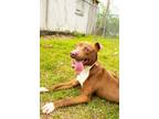 Adopt Ryder a American Staffordshire Terrier