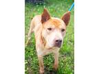 Adopt Bruno a Shar-Pei