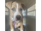 Adopt Pickle a Pit Bull Terrier