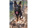 Adopt Ruger a German Shepherd Dog