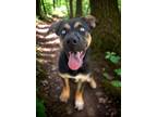 Adopt Rad a Shepherd, Terrier