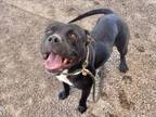 Adopt ALEXANDER a Pit Bull Terrier