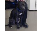 Adopt JET a Pit Bull Terrier