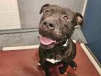 Adopt JET a Pit Bull Terrier