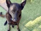 Adopt HERSHEY a German Shepherd Dog, Labrador Retriever