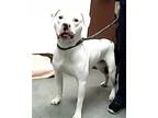 Adopt TANK a Pit Bull Terrier, Boxer
