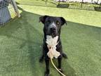 Adopt SKEGSS a Labrador Retriever, Mixed Breed