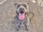 Adopt OVALTINE a Pit Bull Terrier