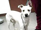 Adopt MELVIN a Pit Bull Terrier