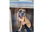 Adopt MARCUS a Boxer