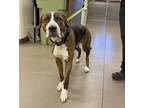 Adopt GIANT a Mastiff, Mixed Breed