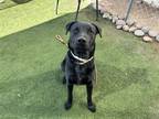 Adopt HUNNY a Labrador Retriever, Mixed Breed