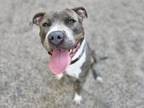Adopt AMOS a Pit Bull Terrier