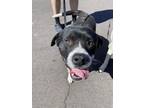 Adopt CLEM a Pit Bull Terrier