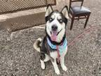 Adopt MILLER a Siberian Husky